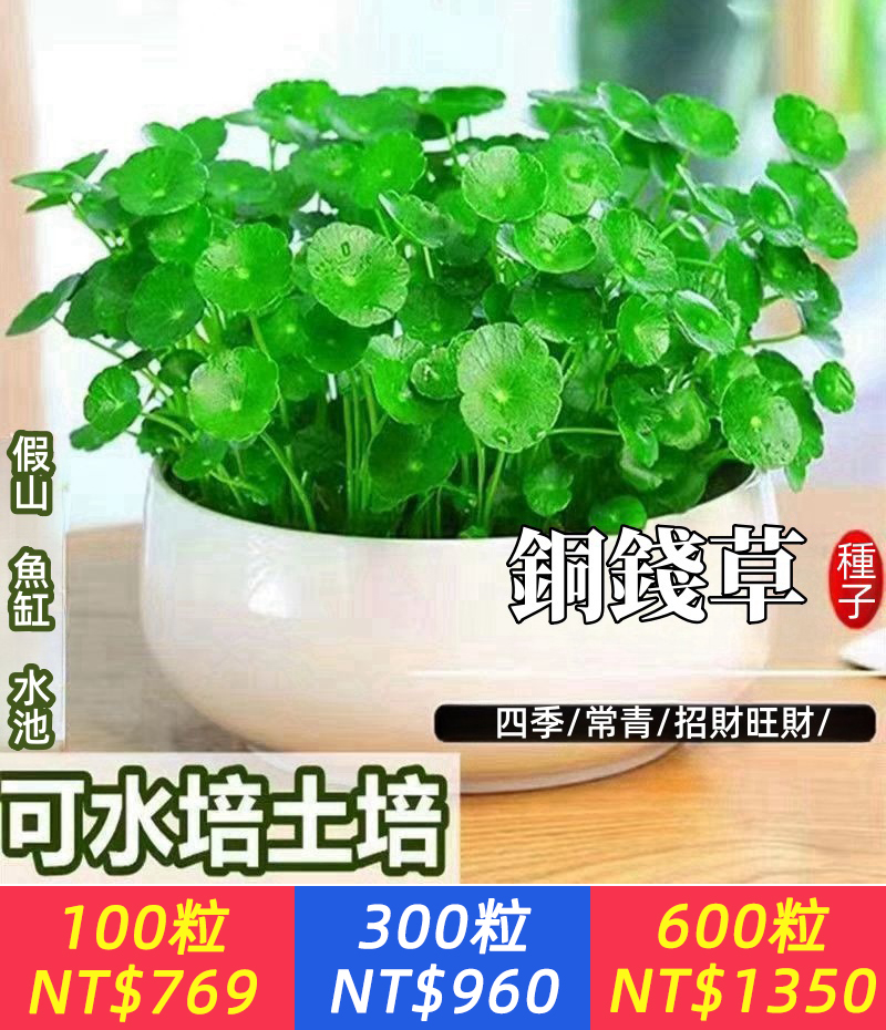 【植物界的淨化器！驅散有害氣體+化解霉運，水土混養，新手易種！庭院、陽台、居家、辦公室都能種，四季都能種植】招財旺宅 銅錢草種子 水培真水草種子 四季庭院陽台盆栽種子