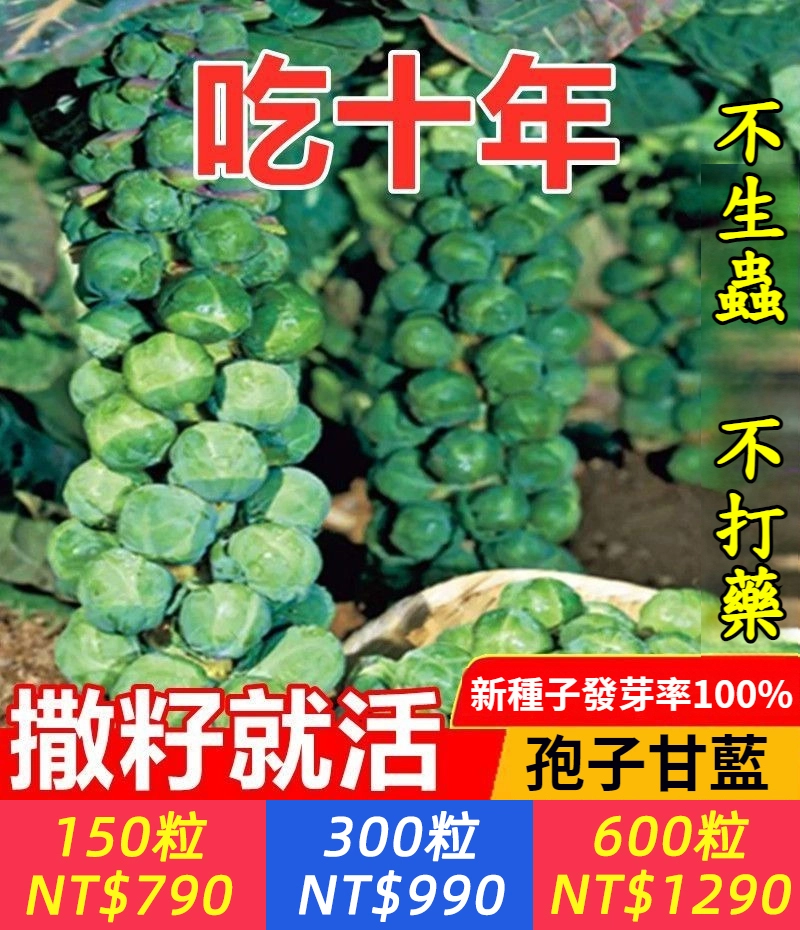 【孢子甘藍種子】小包菜，包發芽，撒籽就活 四季可種 在家可種