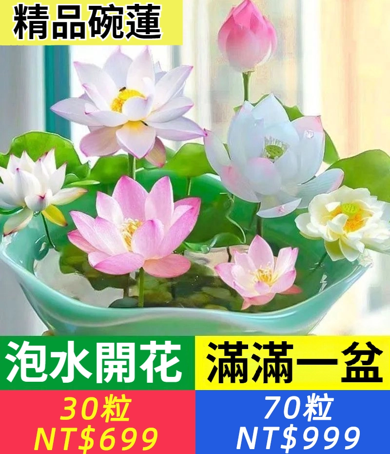 【純水種植，7天發芽，泡水就可以開花！】碗蓮花種子，碗蓮花四季開花水耕水養綠植睡蓮荷花無土盆栽花卉