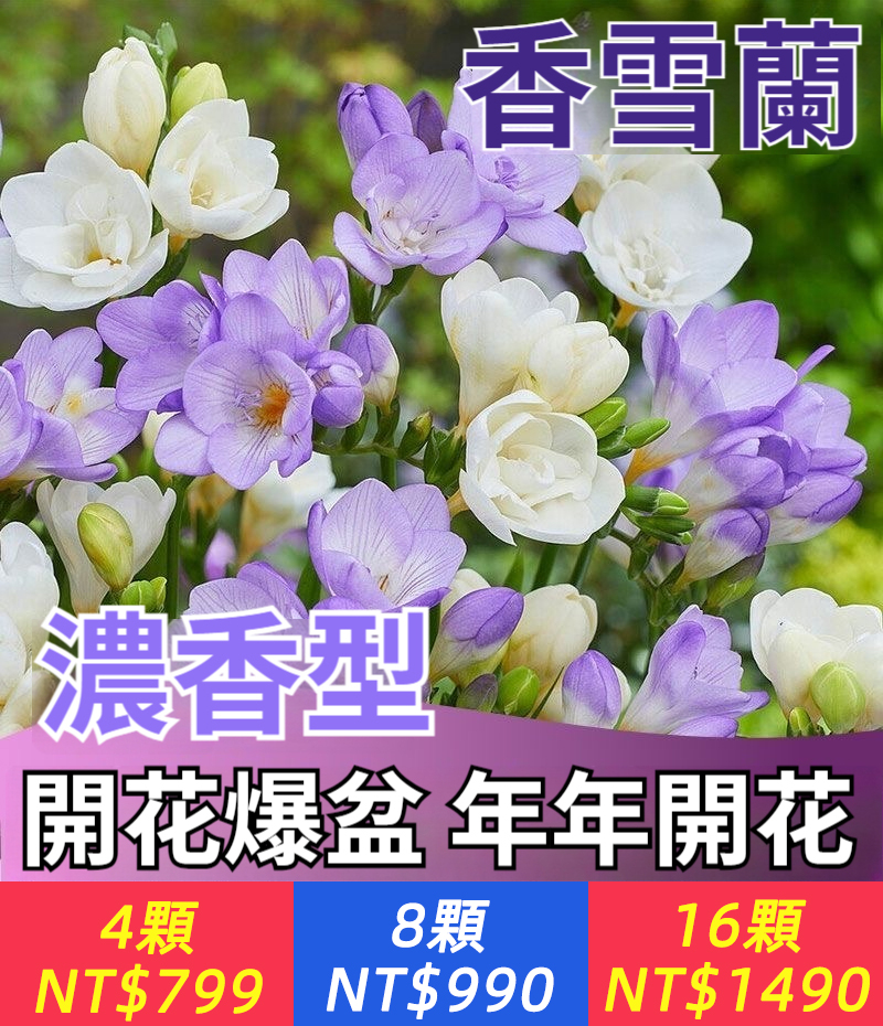 【7天發芽，年年爆盆！比香水還好聞，比茉莉還好養的小蒼蘭，花期長花量大，循環開花，一年開多次，易種植，新手也能輕鬆種植，】香雪蘭種球，年年開花