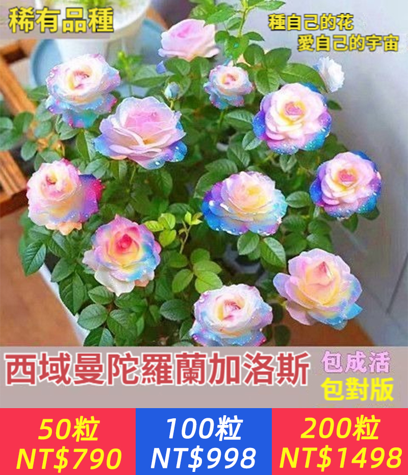 七彩玫瑰【稀有品種，開花是超美的漸變色！】西域曼陀羅加洛斯玫瑰，種子老樁花苗盆栽，花卉室內觀花，幸福之花，花語是幸福到永遠，七夕情人節快到了，養一株送給最愛的他/她吧！