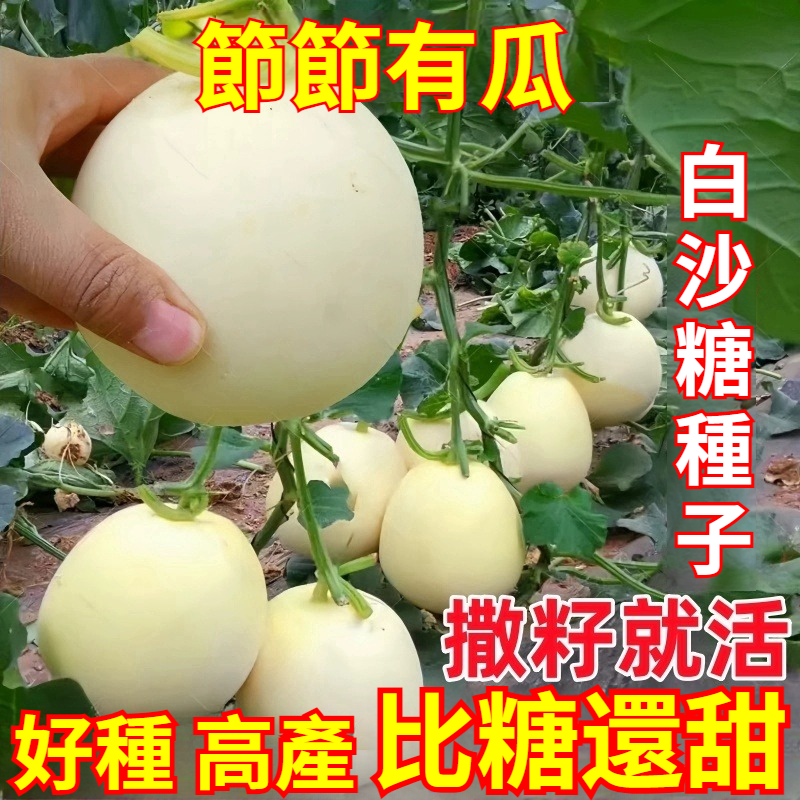 白沙蜜甜瓜種子