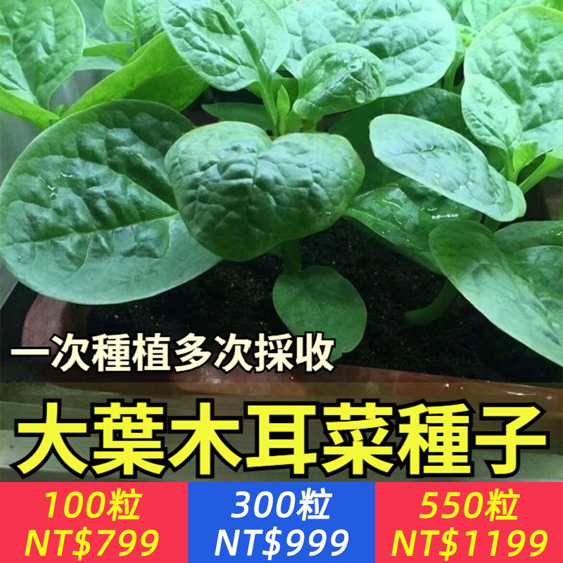 【有天然玻尿酸之稱，多吃對皮膚非常好，營養豐富 ，鈣含量是菠菜的3倍，VC含量是黃瓜的4倍】大葉木耳菜種，因爲不含草酸，鈣、鉄元素能直接被人體吸收，不管是清炒、涼拌，還是涮火鍋都非常美味！夏天能耐高溫，越熱長得越旺，種下30天就能收第一茬！