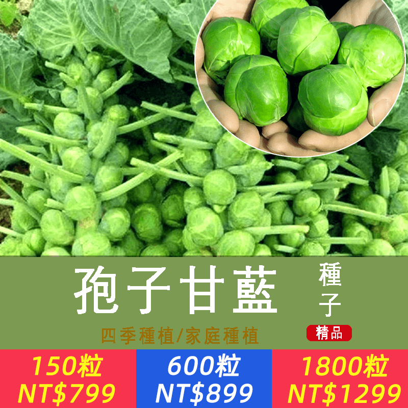 【超高產種子！單株可採收40顆以上！蔬菜界「營養之王」歐美人都在種！歐美進口高產版，1顆孢子甘藍勝過10斤牛肉！四季可播，耐寒高产】【超值限時下殺】孢子甘藍種子，風靡歐美的高端蔬菜，一口一個的孢子甘藍 別看它長的小，營養可不少！種植簡單，非常適合陽台小院種~
