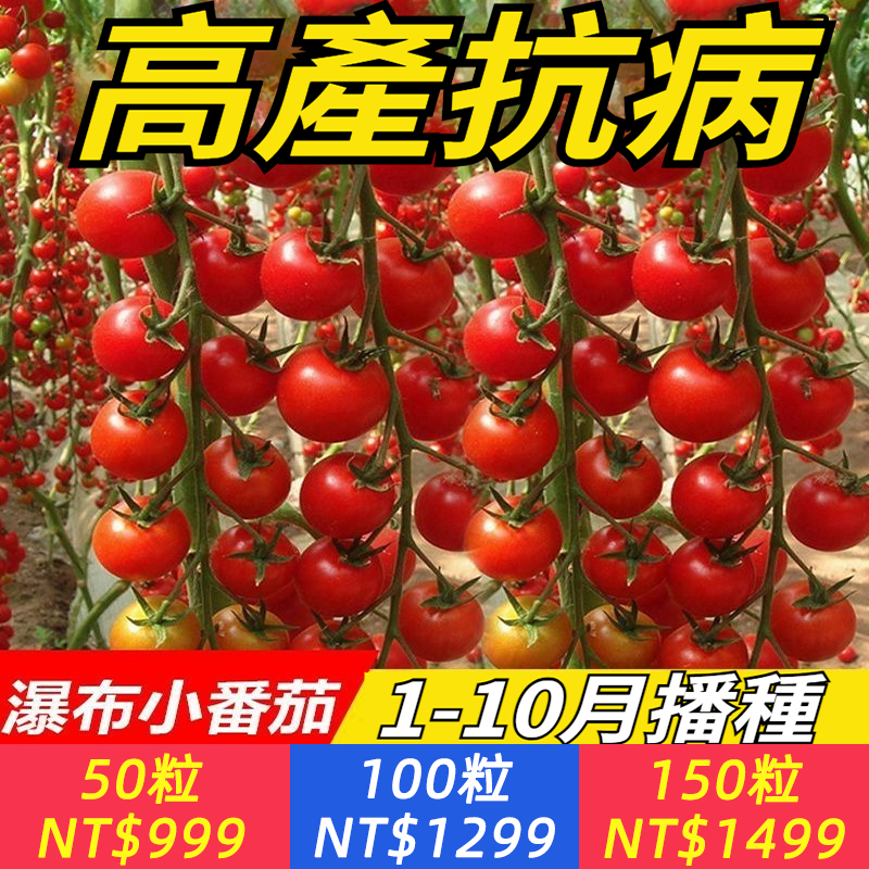 【一結果就是一整串，一口下去，純甜不酸，顆顆爆汁】瀑布小番茄種子，果肉滿滿維生素C，營養豐富，它種植簡單，超高產量，現在正是種植的好時間！小院空地、空花盆都可以種植！