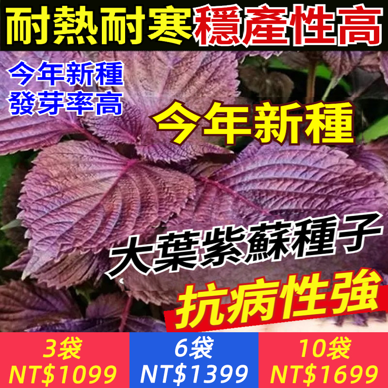 【東方香葉-紫蘇，日本人用它包生魚片，韓國人用它包五花肉，女人常吃體白身香】紅紫蘇種子，泡茶加它，香氣四溢、做醬、燉魚、烤肉加上它，瞬間提鮮，家庭小院、菜園空地、空盆栽就可以種植，喜歡你也種下吧！