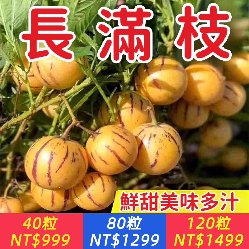 【爆甜！高產！奶香人參果種子，農科院推薦家庭種植，超5萬種植園常年引進，成活率高，掛果率高，富含多種維他命+微量元素，】奶香人參果種子，一口咬下去，香甜多汁，一粒小小的種子就能結出很多果，家裏有花盆、小院空地就能種植