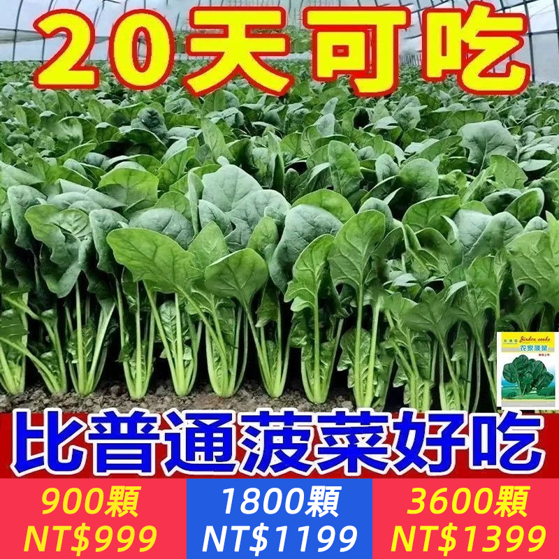 速生四季菠菜種子