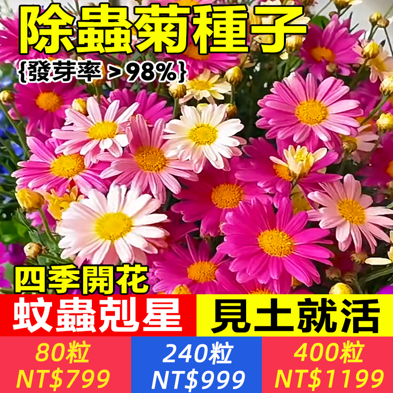 【自然界「蚊香」，比殺蟲劑強10倍！7天發芽，120天超長花期，一開花自動形成驅蚊屏障，天然除蟲菊素+灰菊素食蚊香原材料，整個夏天蚊子繞著你家走！】除蟲菊種子，又好看又驅蚊！關鍵它種植簡單，撒種子澆水，不需要管理，就能開出五顔六色的花海~