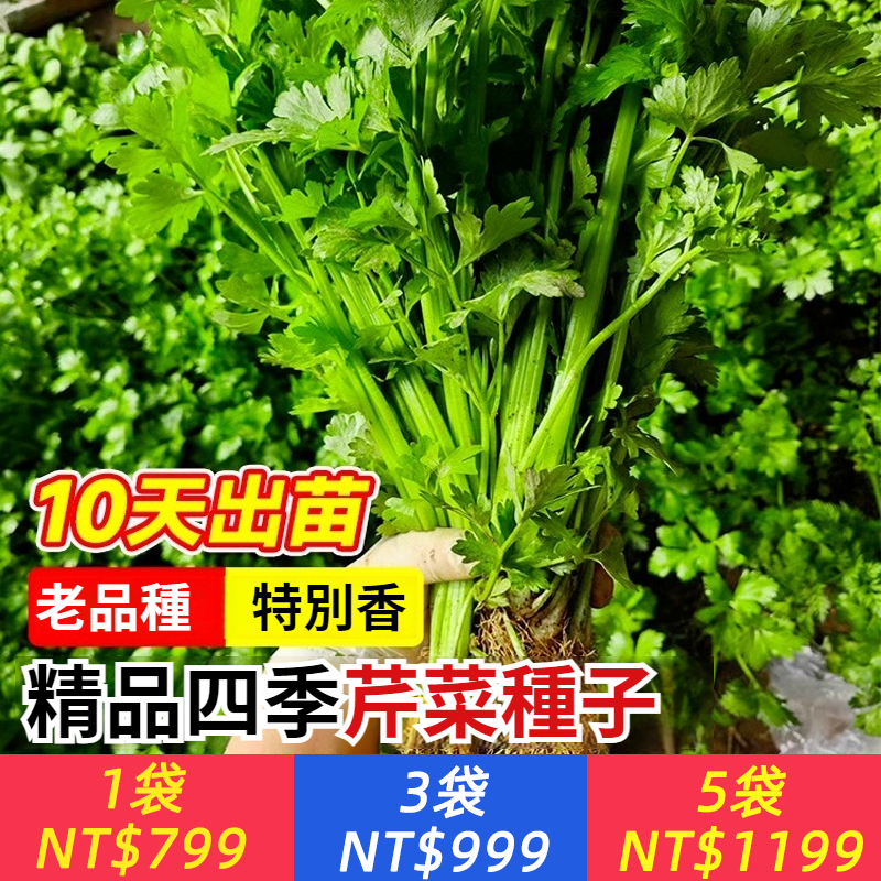 四季芹菜種子