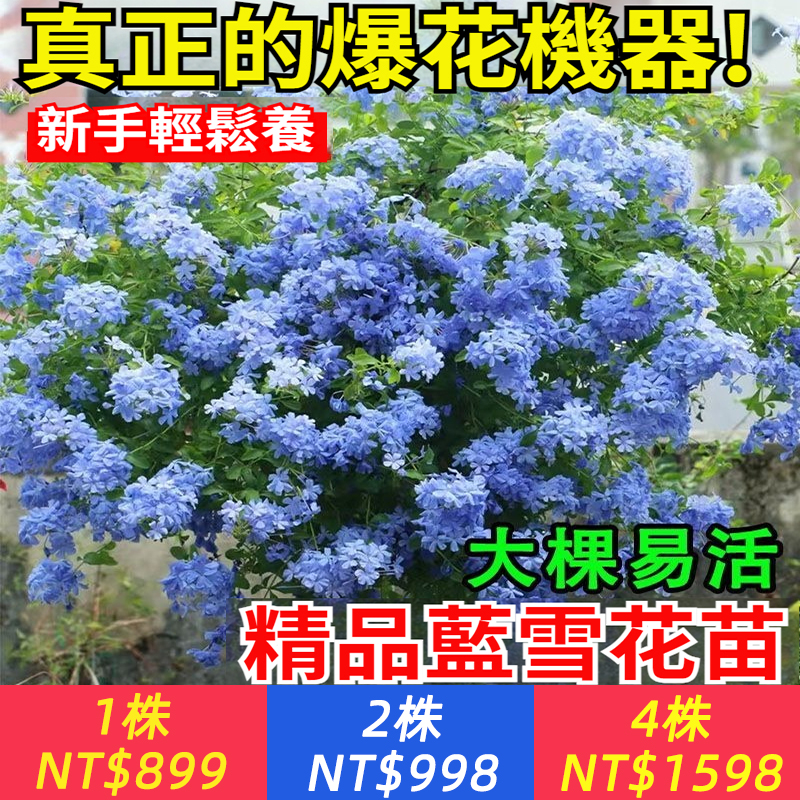 真正的爆花機器【藍雪花】夏日藍精靈，耐熱易活，高溫抗曬，澆水就長，越熱越能開，新手輕鬆養爆盆，花期長達200天，多分枝，花量大，易爬藤，百變造型，怎麽種都好看！