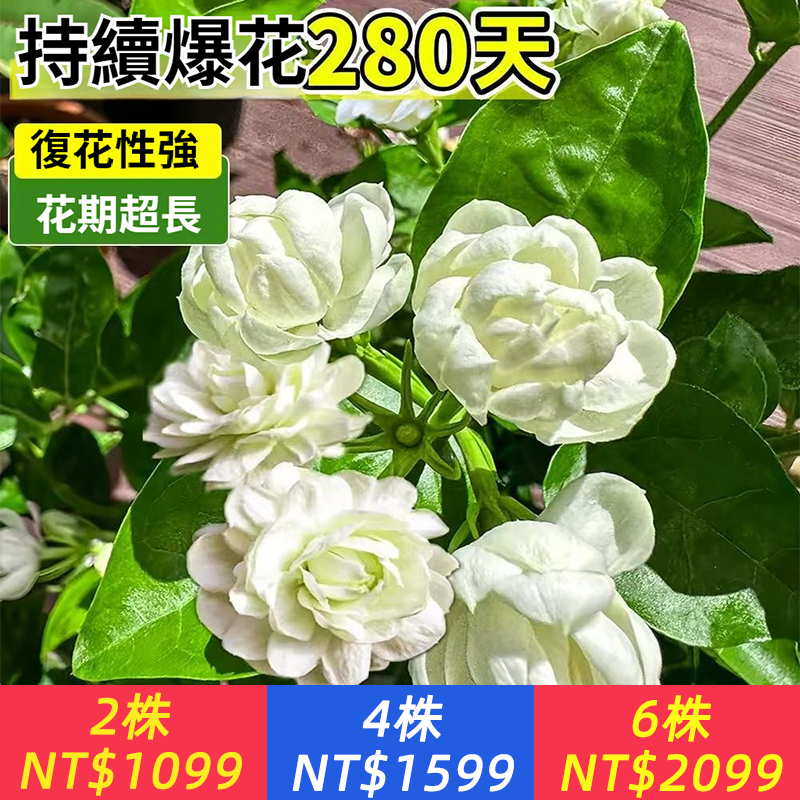 【基地帶花直發】虎頭茉莉花苗，濃香型，持續爆花280天，花期超長，滿屋飄香，7天鎖水運輸，新手也能輕鬆種活！