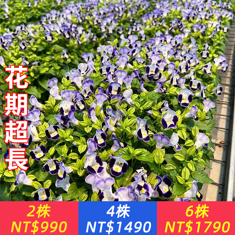 【基地直發】懶人植物【夏堇花】耐热耐晒耐雨淋，不生蟲害，極易養護，超长花期，爆花机器，花色丰富，輕鬆打造夢幻小花園，新手必入！