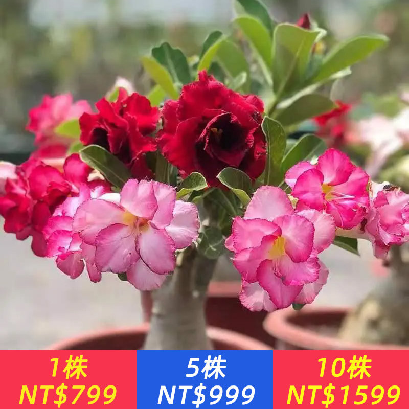 緑植界不死鳳凰【沙漠玫瑰】花開四季，比仙人掌好養百倍，好養易活，耐熱耐旱，越熱越容易開花，花期長，非常適合懶人種植，陽臺露臺小院，隨便種，花開爆滿盆！