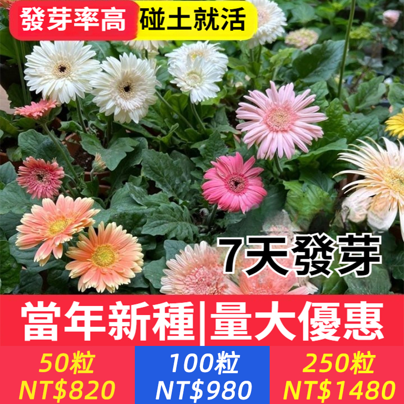 七彩重瓣非洲菊，也叫扶郎花旺夫花，好養耐活，碰土就活，耐寒耐熱耐高溫，花量大花期長，一年四季花開不斷，多年生，養一次年年有花開，非常適合新手種植！
