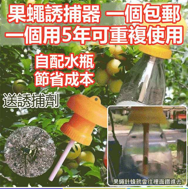 【果蠅誘捕器】物理滅蟲，500米內的蟲子都跑進來了，還沒有農藥殘留。讓您的果園不受果蠅，針蜂的干擾，環保健康不傷農作物