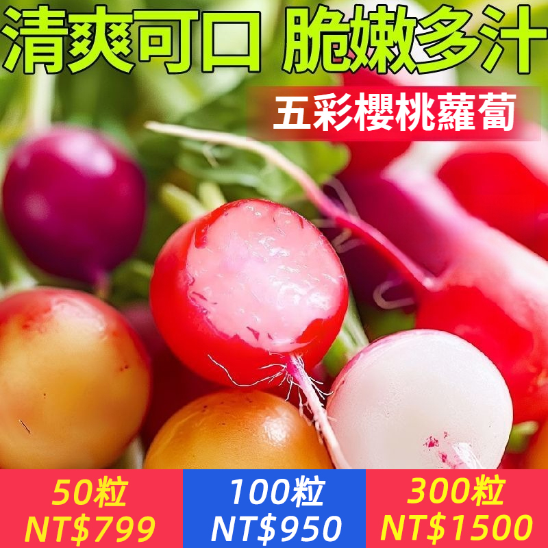 比櫻桃還好吃的小蘿蔔！【五彩櫻桃蘿蔔種子】早熟高產，28天開吃，可種四季，好吃又好種，沾土就活，新手易種，耐熱，澆水生長，產量高，抗病強，不打藥，不生蟲，28天可摘，一次種全所有顔色！