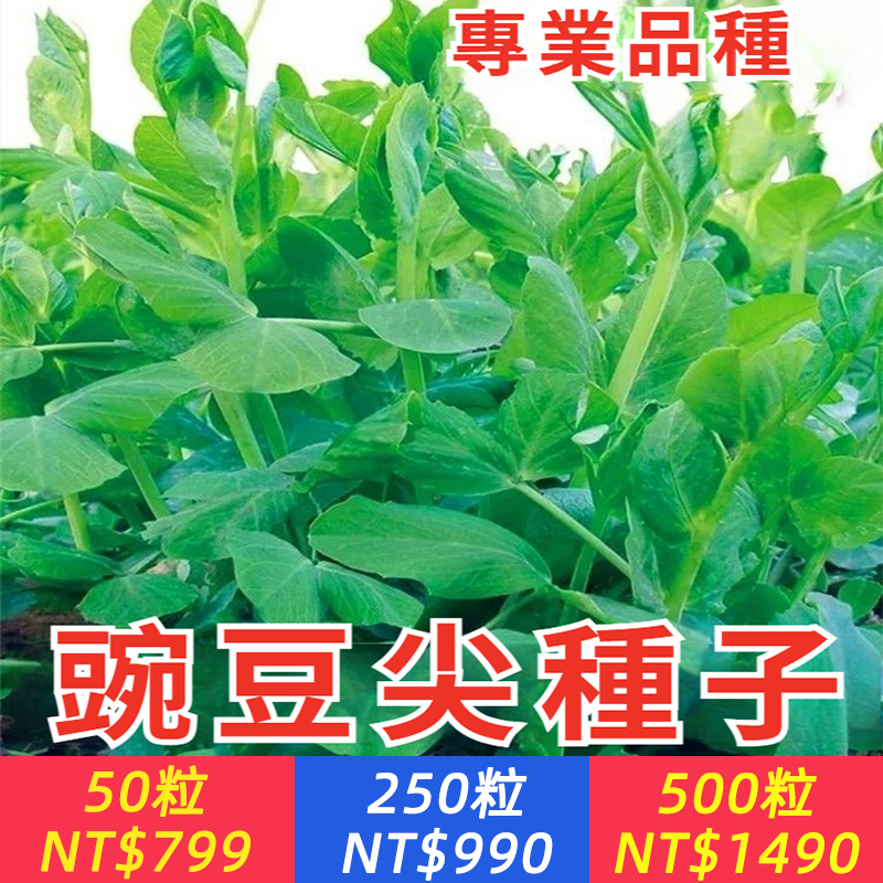 豌豆尖種子，早熟新品種，一週就能吃一茬，割完又長，多茬采收，摘不完，煮湯炒菜涮火鍋清甜爽口！懶人種植，陽臺花盆隨便種！