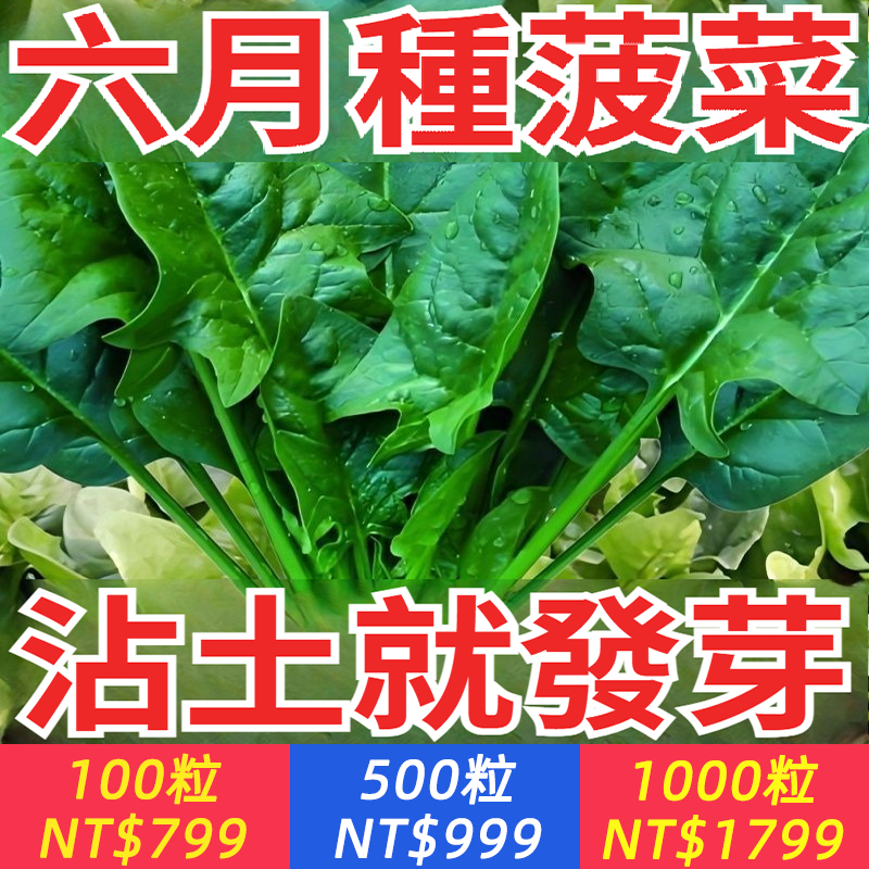 【20天可吃】改良夏播王大葉菠菜種子，耐熱耐寒，粘土就發芽，高產，不生蟲不打藥，葉片肥大，纖維少，味美質嫩，口感好！
