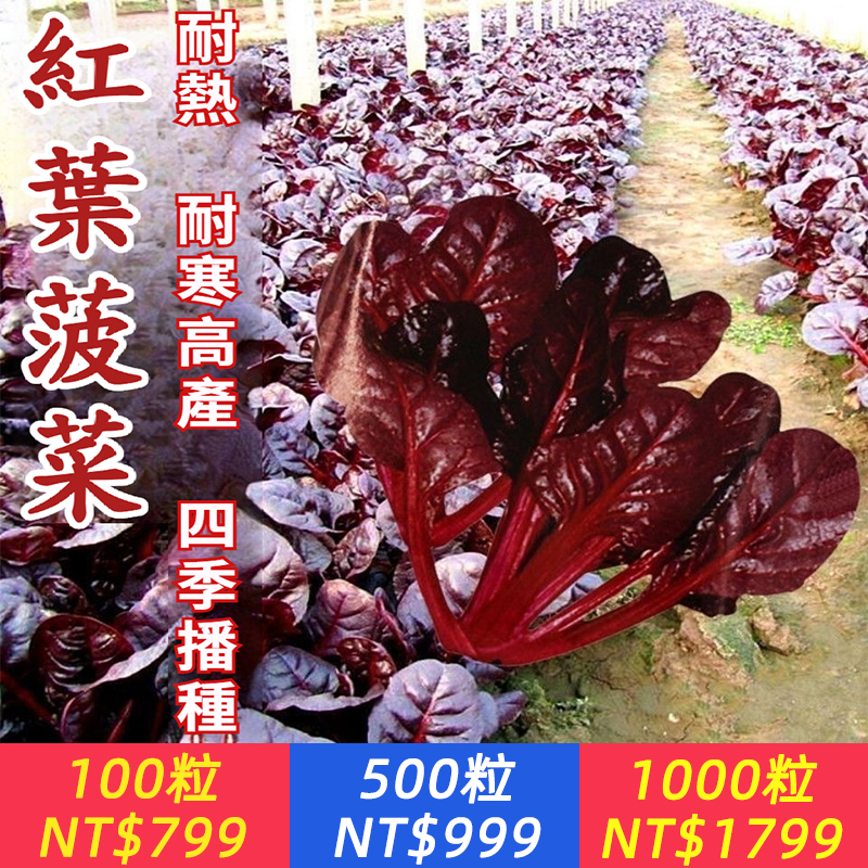 【紅葉菠菜】撒籽就長，耐熱抗病不招蟲，富含鐵元素，花青素是普通菠菜的10倍，抗氧化強，清甜不澀，怎麼做都好吃！