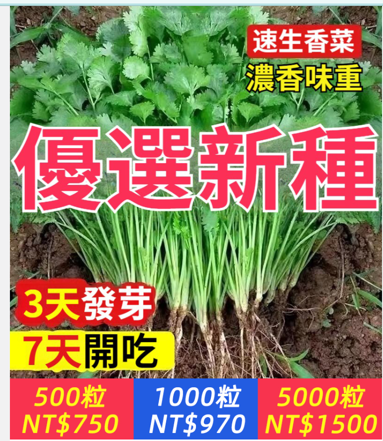 四季速生香菜種子2000粒