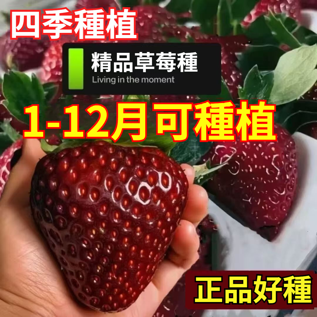 【60天吃草莓！日本NARO農研機構培育，草莓界頂級「黑珍珠」品種，比普通草莓甜10倍，高成活率，高產產量，一盆長不停，天天吃草莓！】草莓中的愛馬仕【日本進口~黑珍珠草莓種子~紅顔草莓種子~】爆甜多汁，四季種植
