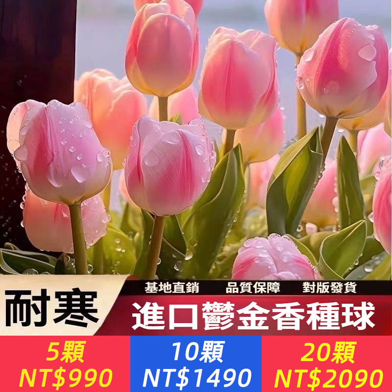 進口鬱金香種球，耐寒，沾水發芽，花開爆盆，花期長花量大，易種植，可水培/土培，四季可種！