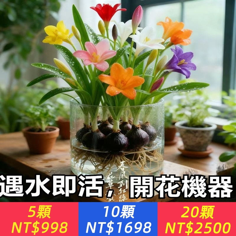 植物界的天气预报【重瓣風雨蘭】耐寒耐熱，四季开花机器，遇水即活，一下雨就开花，种植简单，盆栽爆盆，多年生花卉，越养越多，不用打理，非常适合懒人種植~