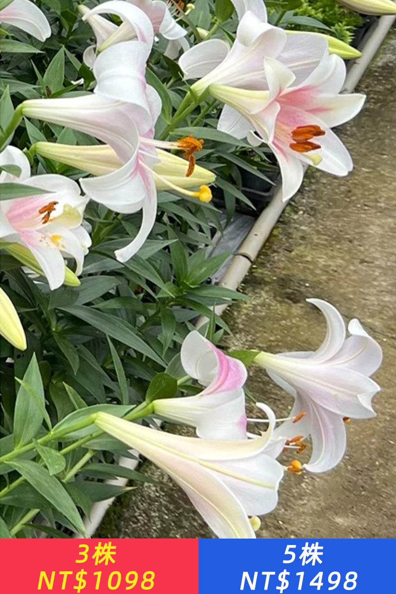 香水百合實生苗每年都自己會開