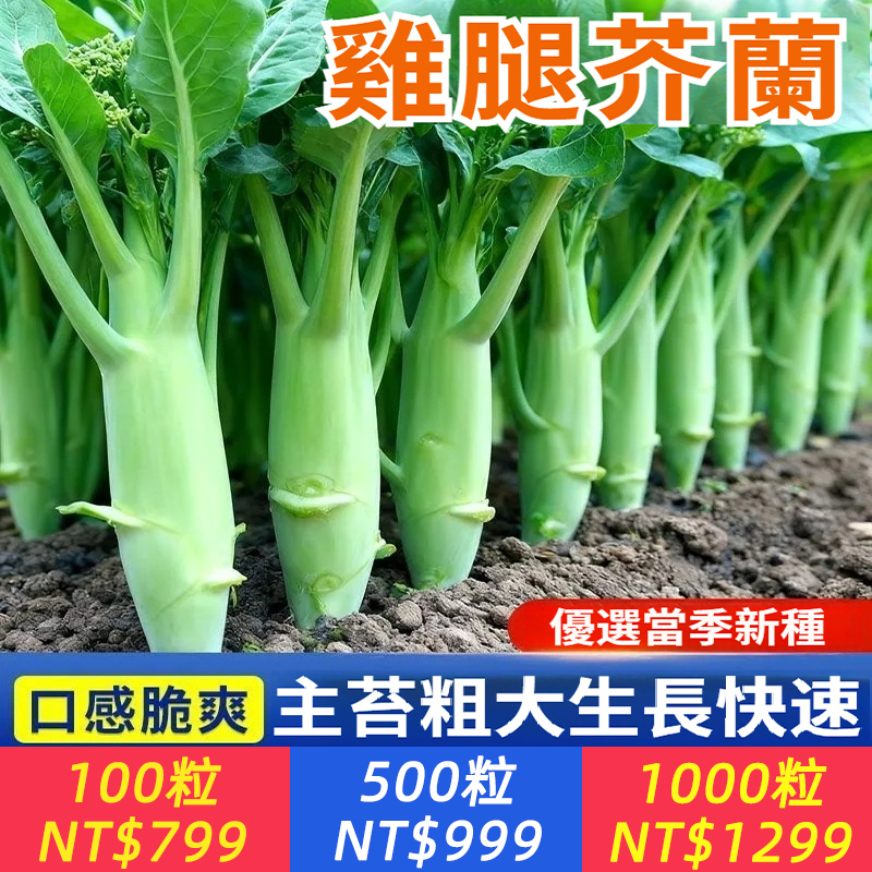 【一株抵一盘，鲜爽霸餐桌——雜腿芥蘭，當季鮮脆王者！】雞腿芥藍 營養蔬菜 冬季盛產 陽台盆栽 觀賞蔬菜 耐寒品種 家庭菜園 有機種植 快速收成【出貨快速】