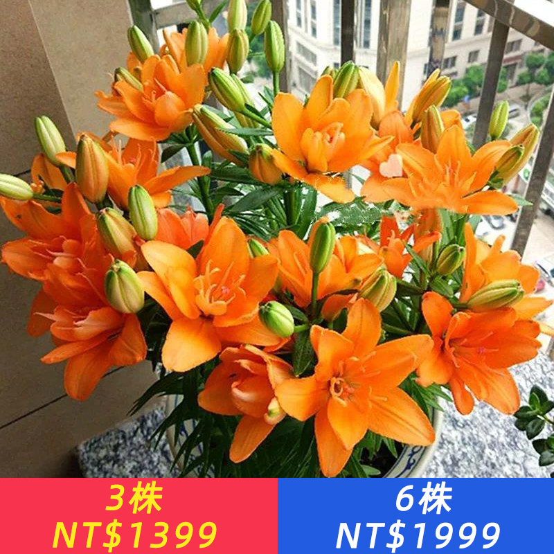 姬百合、小百合、迷你百合、香水百合、百合花、彩色百合、開花植物、百合盆栽、母親節花卉、節慶花禮、庭院花卉陽台花卉耐看花卉