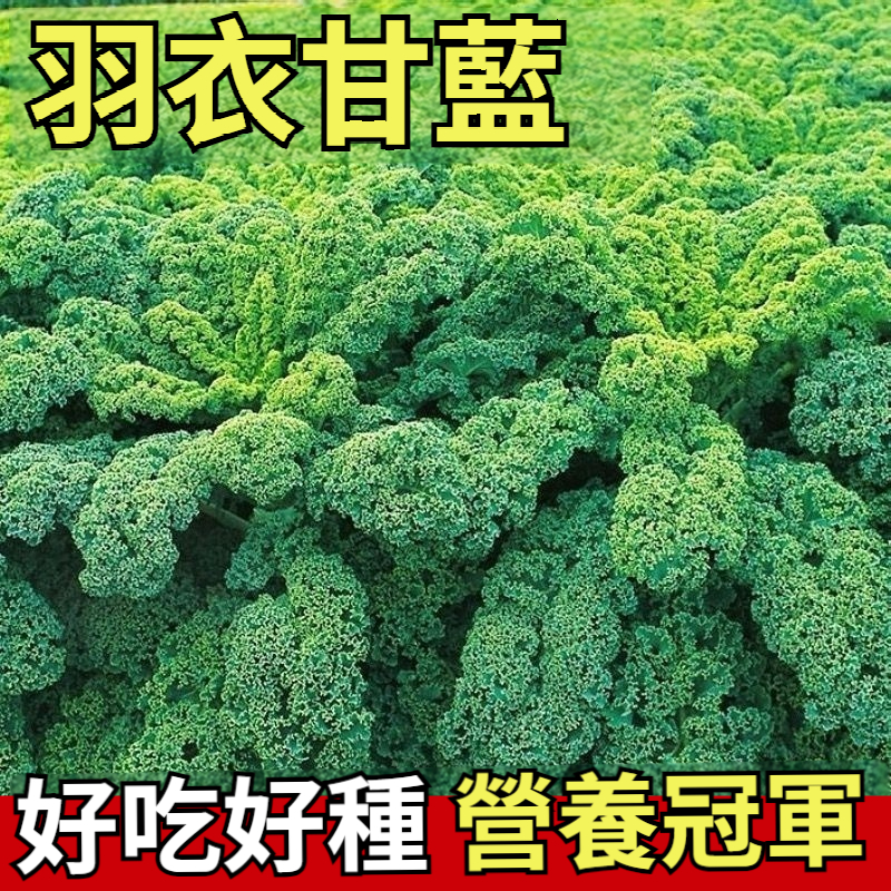 【1株可採收20-30片葉！農研所選育高產爆盆版羽衣甘藍種子｜高鈣＋高鐵＋高纖維，營養勝7倍牛羊肉！藝人超模日常菜，全家都適合，自己種更安心！】羽衣甘藍種子 ，涼拌生吃脆嫩微甜，熱炒做湯鮮香無比，種植簡單，花盆、空地都能種植~