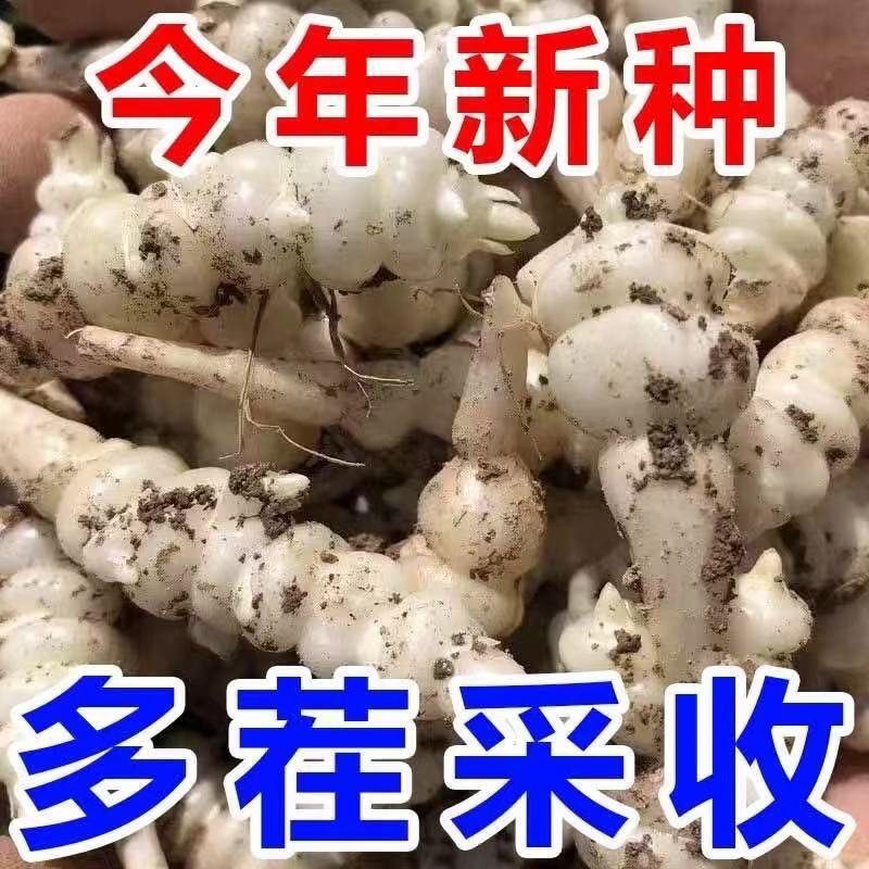 【農研所推薦「高產王」!!! 3倍結果率，地裡的“軟黃金”,營養賽過“蟲草“，抗病抗蟲害，新手也能放心種！】神奇的寶塔螺絲菜，鮮嫩好吃，營養賽過小人蔘，富含豐富的蛋白質和膳食纖維，多茬采收，陽臺小院種一些，種一次，能吃很多年，用來涼拌熱炒涮火鍋，怎麽做都好吃，吃不完還能腌咸菜，老人小孩都愛吃！