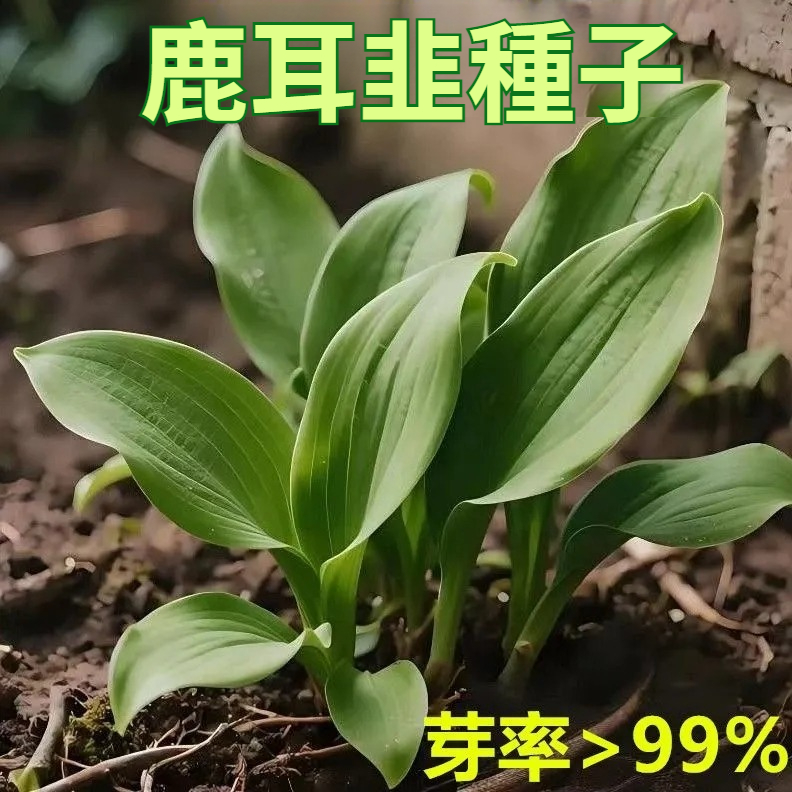 【種1次，吃10年！菜中靈芝！農研所推薦版，發芽率＞99%！四季種植，沾土就活！抗病抗蟲，新手也能種】韭菜中的天花板，又叫“天韭”【四季鹿耳韭種子】種植簡單，撒籽發芽，割了又長，不生蟲，四季皆可種。營養豐富，可以包餃子蘸醬做咸菜炒鷄蛋，做法多樣，全家都愛吃！