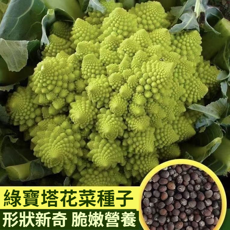 緑寶塔花椰菜，四季種植，稀有花椰菜種子，形狀新奇，脆嫩，營養加倍，富含維生素與抗氧化物質，清炒、涼拌、做沙拉，怎麼吃都好吃，栽種簡單，家裏有陽臺花盆小院的，趕緊種起來！