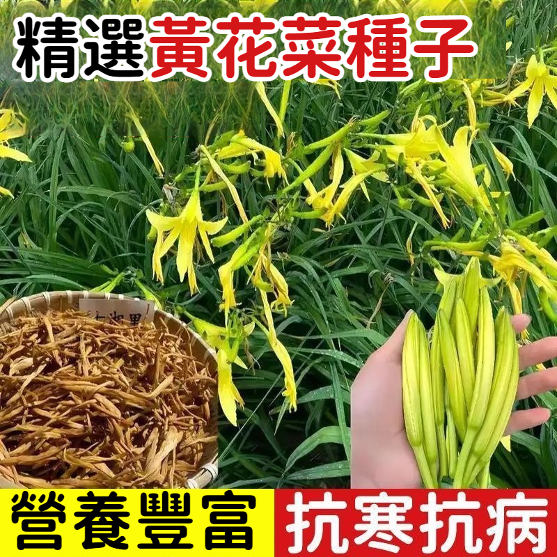 精品黃花菜種子，又叫“金針菜”，全台四季可種，新手友好，澆水就活，7天發芽，生長迅速，高產量，多茬收穫，抗寒抗病，嫩花炒菜/包餃子/涼拌/涮火鍋，香味濃郁，營養好吃，清甜爽口，吃不完可以曬乾煲湯，營養更豐富，湯鮮更好喝，全家都愛！