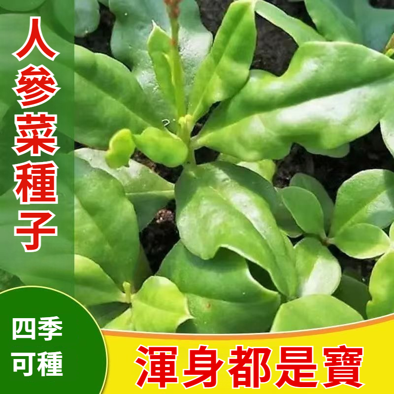 人參菜種子，又叫土人蔘，營養價值高，多年生草本，生長週期短，一個月採收，四季可種，渾身都是寶，葉子可炒菜，根部可燉湯，耐寒耐旱耐熱，無病蟲害，好養好種，新手也能輕鬆種活，庭院/陽臺/花盆均可種！