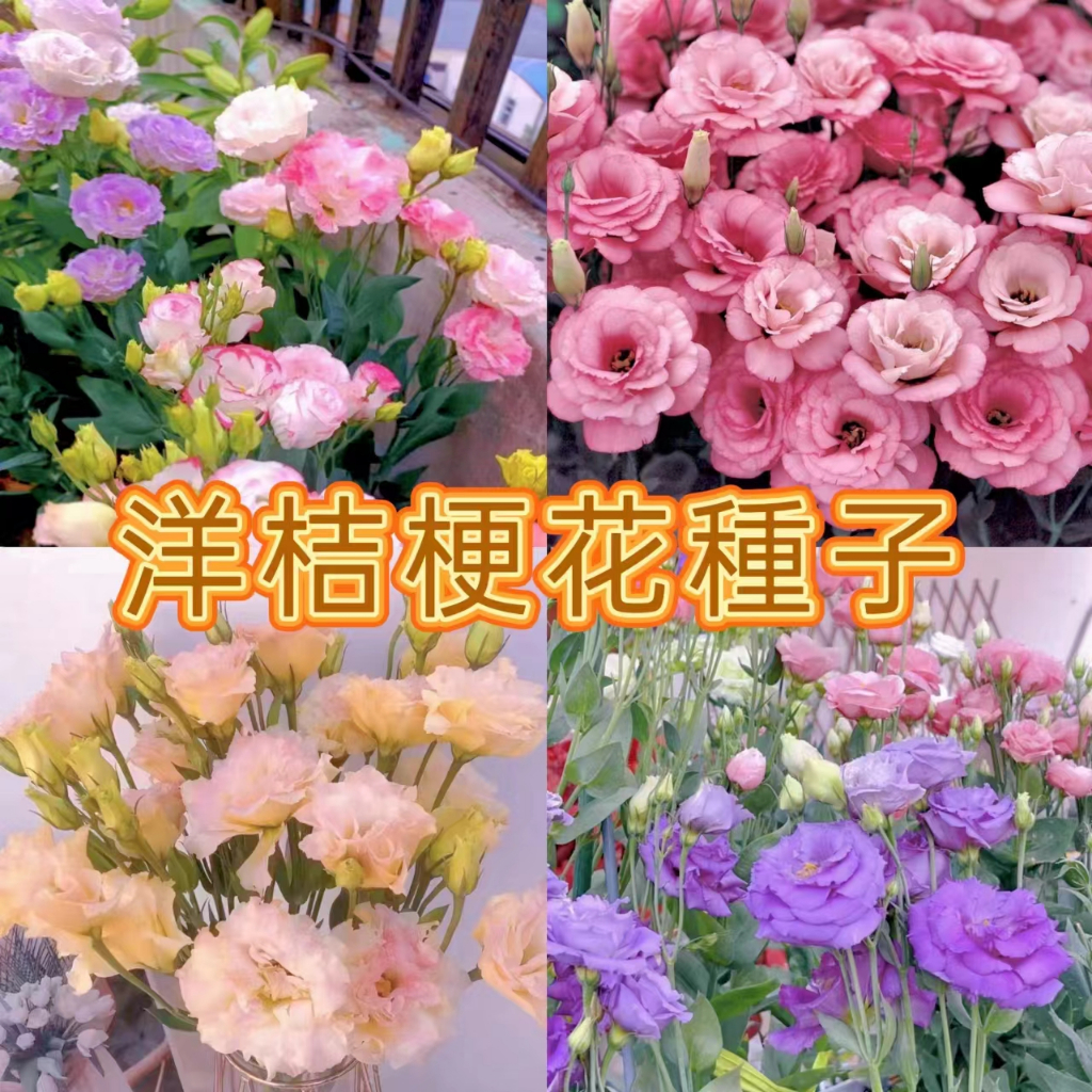 【比玫瑰花還好看！四季開花！】重瓣大花洋桔梗種子，號稱“無刺玫瑰”，不怕熱很耐寒，室內/陽台/盆栽，種一次開幾年！