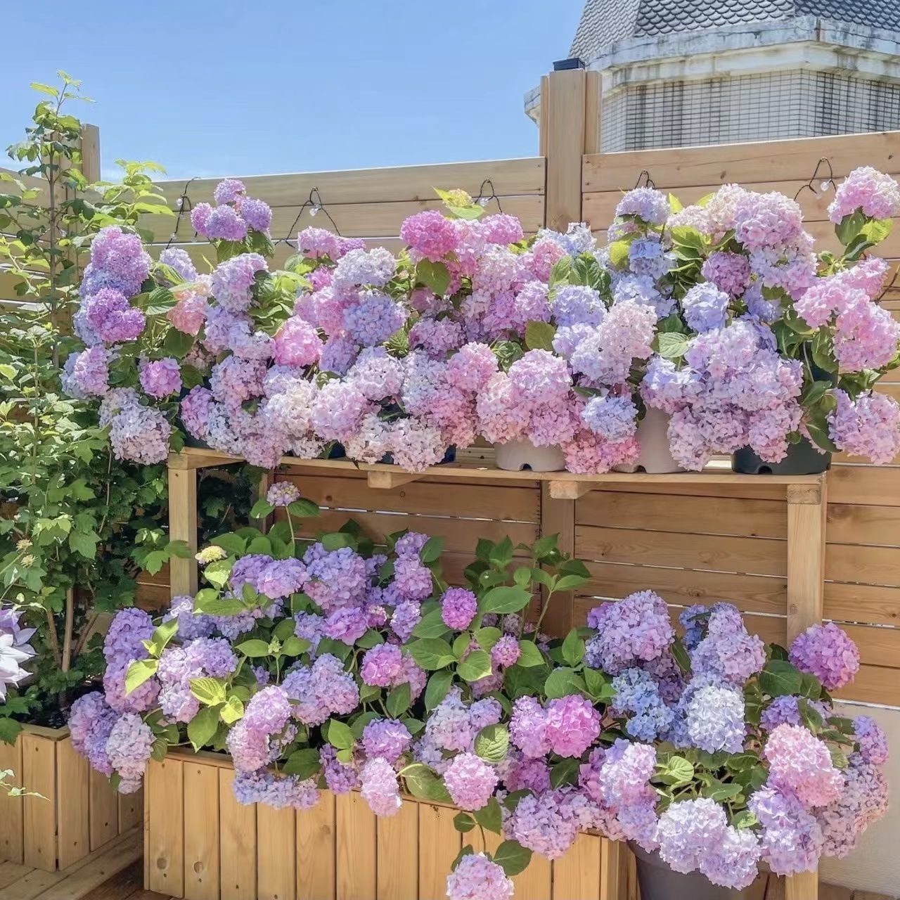 綉球花種子，爆盆大花無盡夏四季可播種，撒土就活易打理庭院大繡球花籽