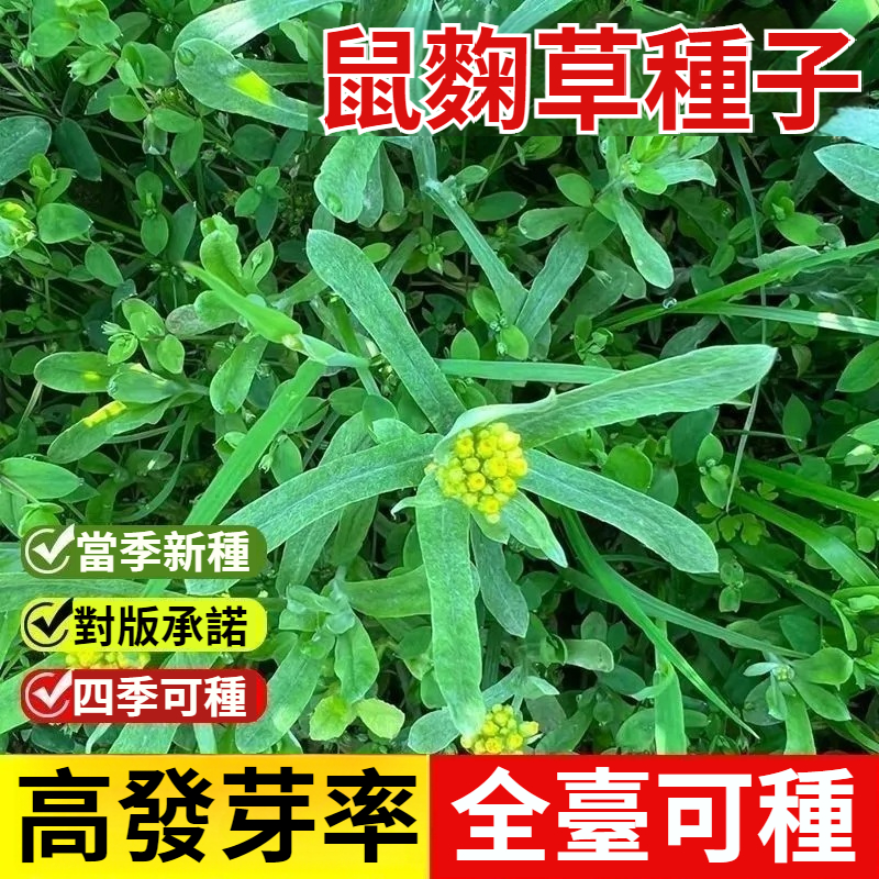農家清明菜種子，好種易活，無需打理，一個月左右采摘，可以做青團，也可以炒鷄蛋，營養價值高，老人小孩都愛吃，家裏有陽臺泡沫箱的，撒籽就活，新手也能收穫滿滿！