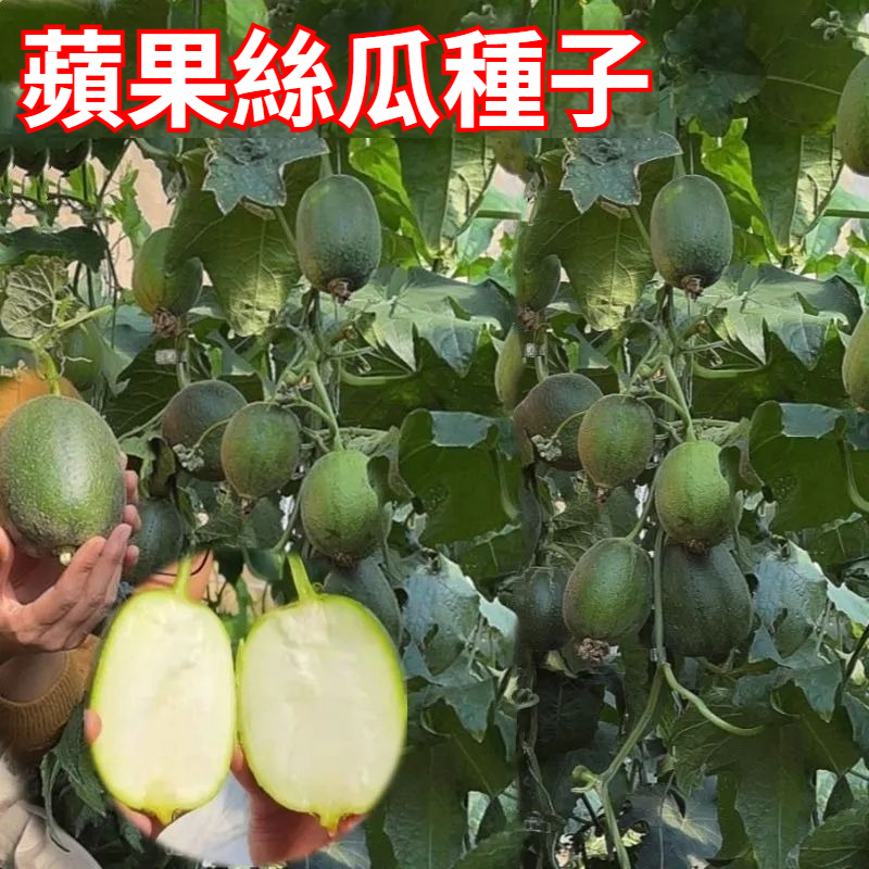台灣蘋果絲瓜種子，高產早熟，結瓜多，高水分，低熱量，肉厚清香，可以生吃，營養價值高，比普通絲瓜好吃20倍，炒菜燉湯鮮香味美，易種植，陽臺花盆泡沫箱隨便種，結果快，摘了一茬又一茬！