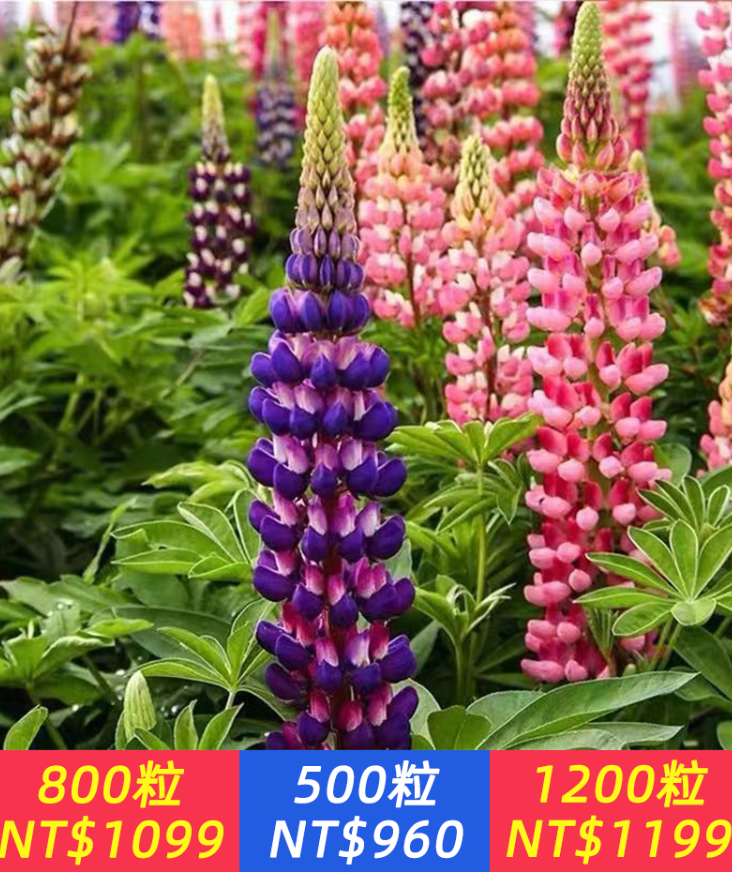 【四季播種】魯冰花耐寒耐熱庭院煙台花卉盆栽種子