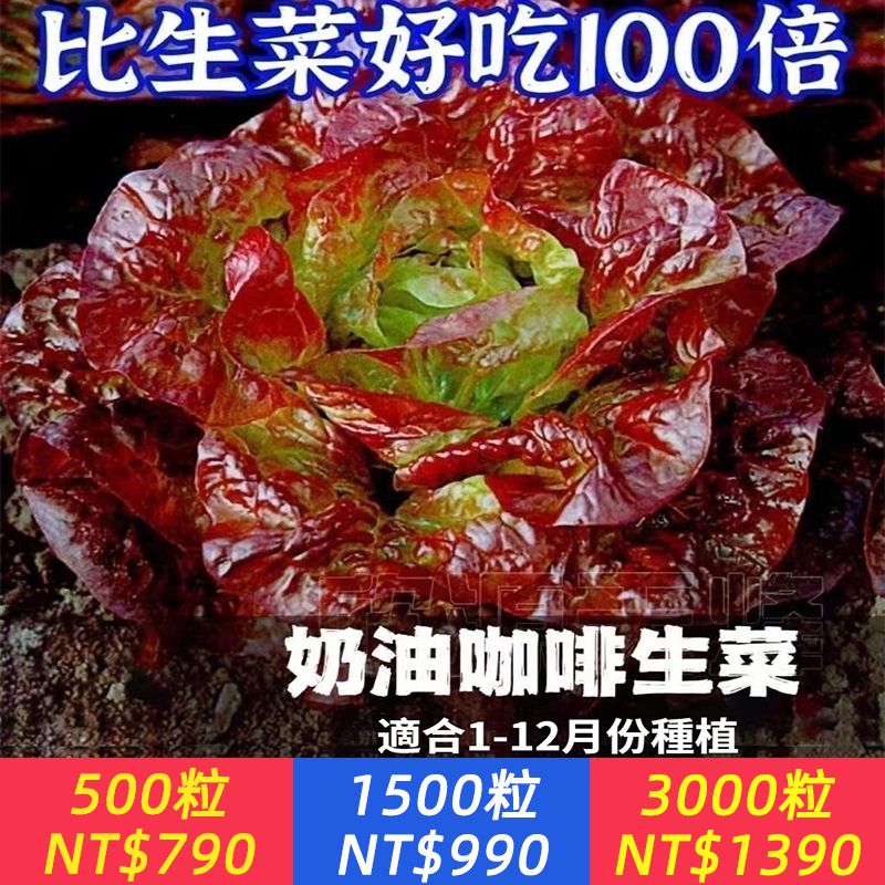自帶奶油香！【進口奶油咖啡生菜種子】咖啡色漸層葉片比花還美，陽台蔬菜界顏值擔當｜脆嫩鮮甜，比市場買的好吃一百倍｜富含花青素，營養價值超高｜耐熱耐寒抗病，四季可種南北方都行，撒籽即活，邊摘邊長越吃越多｜新手懶人也能輕鬆豐收